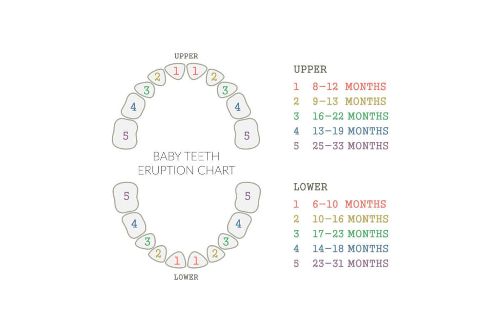 A baby teeth eruption chart showing when each tooth comes in